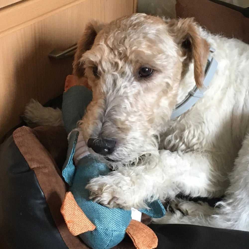 New Dog Toys Wild Goose Sounds Toy Cleaning Teeth Puppy Dogs Chew Supplies Training Household Pet Dog Toys Accessories